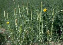 Picture of the Western Salsify growth habit taken by Howard F. Schwartz from Colorado State University