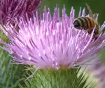 Picture of a bull thistle weed