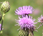 Picture of the weed Canada Thistle