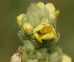 A picture of the weed Common Mullein