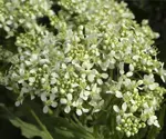 Picture of the weed Hoary Cress