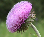 Picture of the weed Musk Thistle