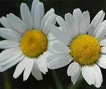 Picture of the weed Oxeye Daisy