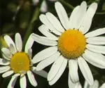 Picture of the weed Scentless Chamomile