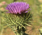 Picture of the weed Scotch Thistle