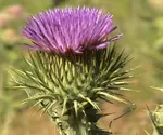 Picture of the weed Scotch Thistle