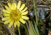 Picture of the weed Western Salsify
